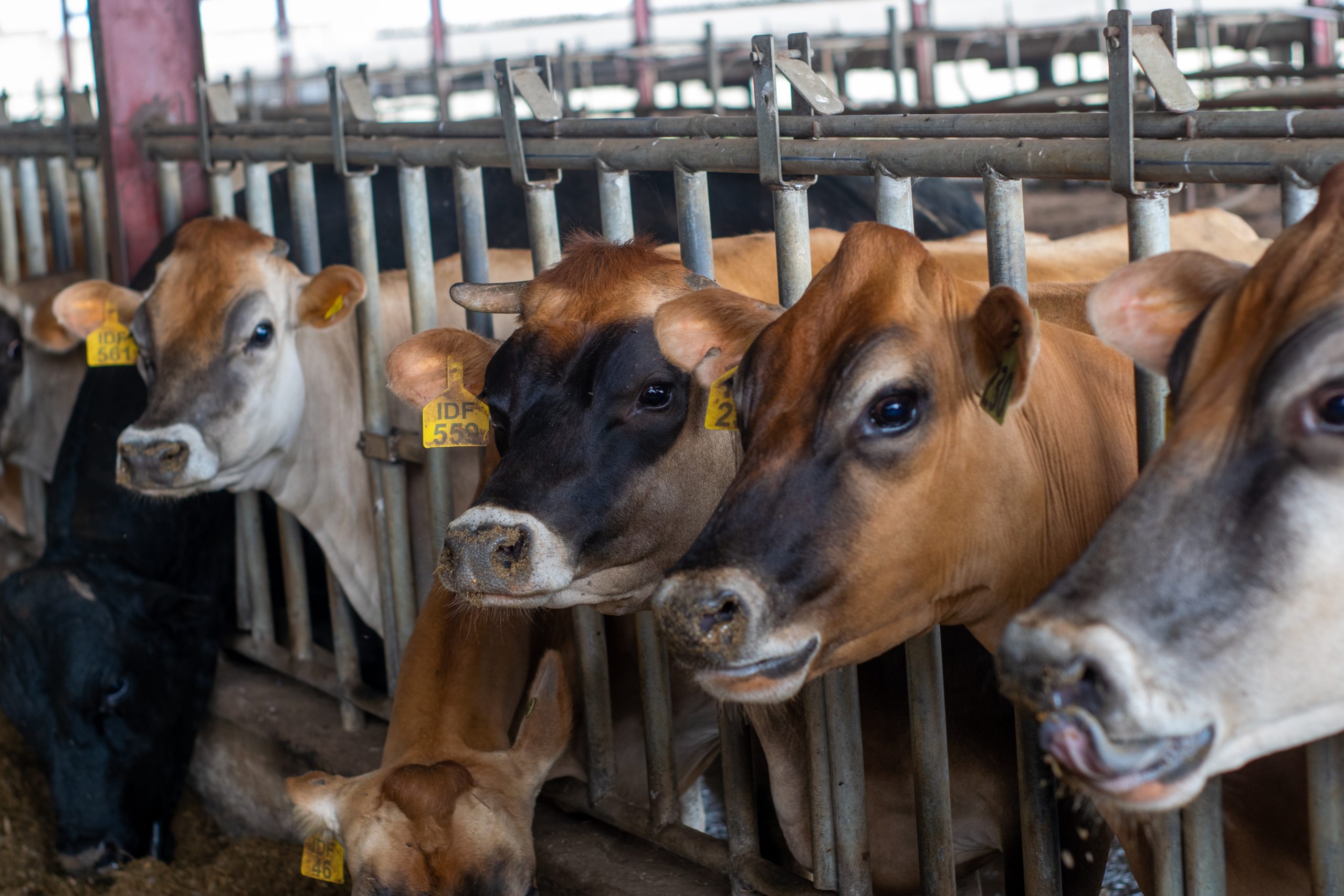 Inside Promasidor Nigeria’s Ikun Dairy Farm